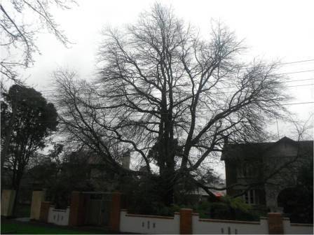 T12199 Quercus palustris Ballarat