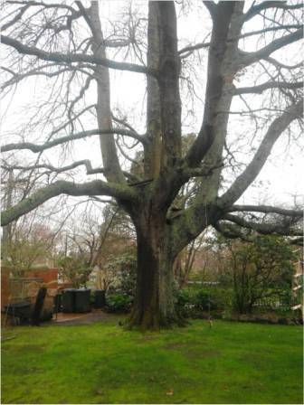 T12199 Quercus palustris Ballarat