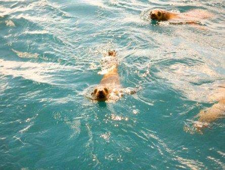 L10070 Phillip Island