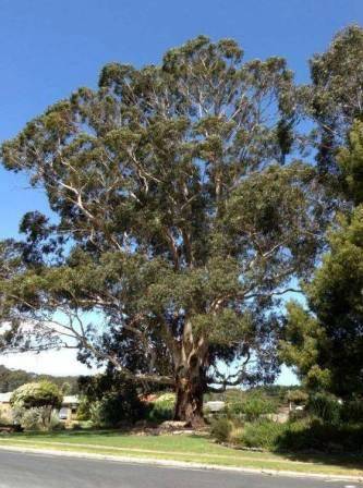 T12205 Eucalyptus viminalis Foster