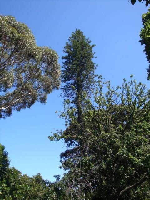 T11416 Arucaria columnaris