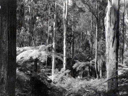L10096 Dandenong Ranges