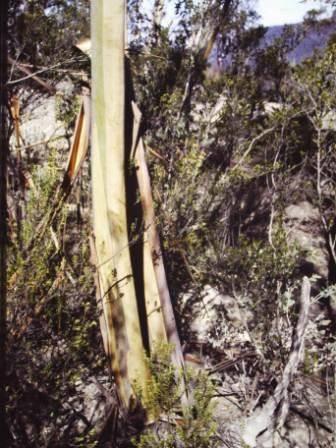 T11022 Eucalyptus saxatilis