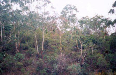 L10120 North Side of Yarra River Warrandyte