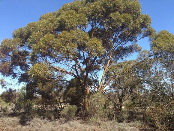 T11169 Eucalyptus diptera