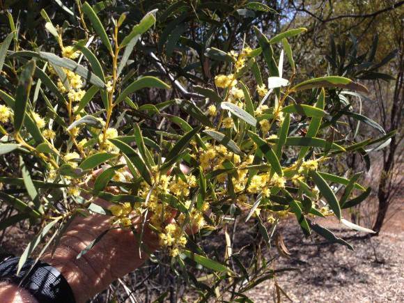 T11170 Acacia melvillei