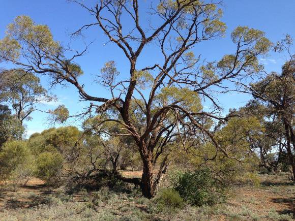 T11170 Acacia melvillei