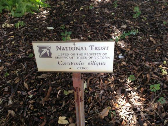 T11172 Ceratonia siliqua sign
