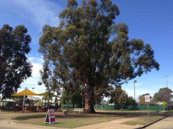T11176 Eucalyptus cladocalyx