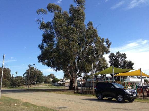 T11176 Eucalyptus cladocalyx