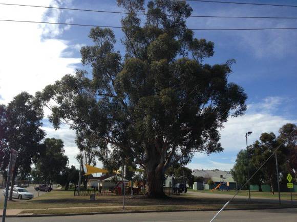 T11176 Eucalyptus cladocalyx
