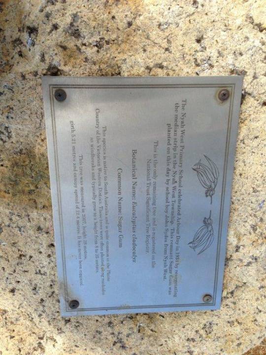 T11176 Eucalyptus cladocalyx plaque