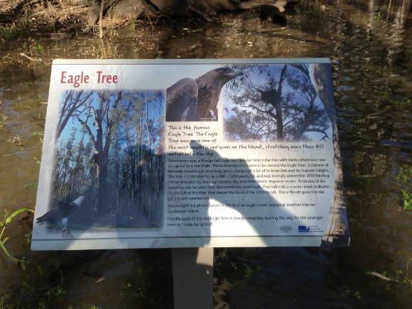 T11490 Eucalyptus camaldulensis
