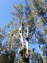 T11490 Eucalyptus camaldulensis