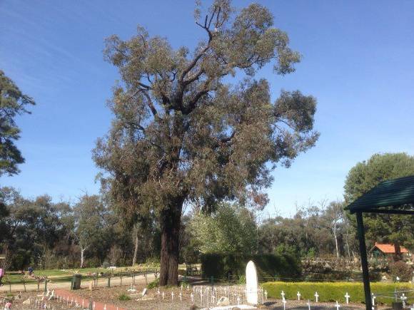 T11557 Tamarix aphylla 