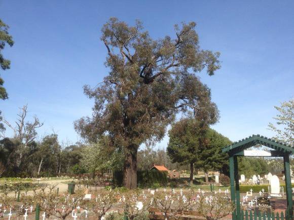 T11557 Tamarix aphylla 