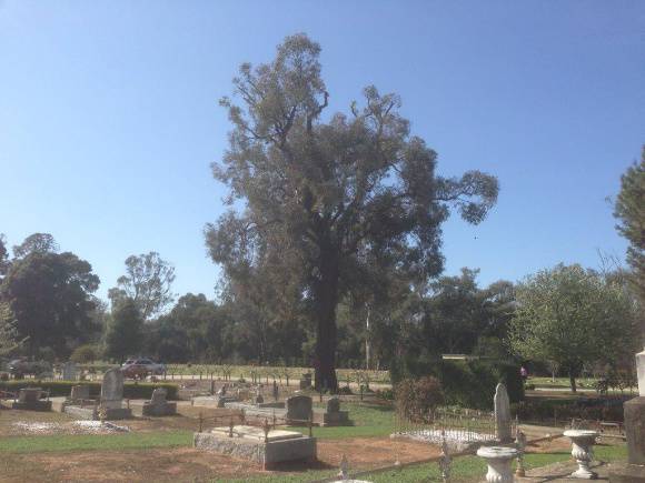 T11557 Tamarix aphylla 
