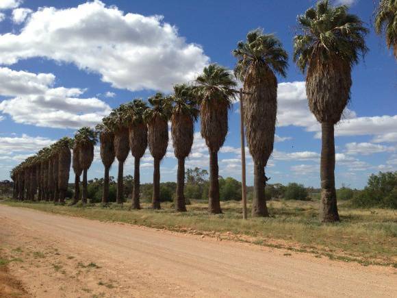 T11934 Washingtonia filifera