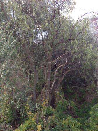 T11947 Santalum acuminatum