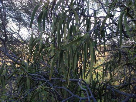 T11947 Santalum acuminatum