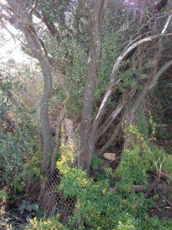 T11947 Santalum acuminatum