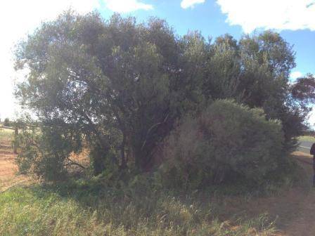 T11947 Santalum acuminatum