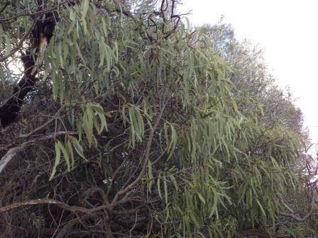 T11947 Santalum acuminatum