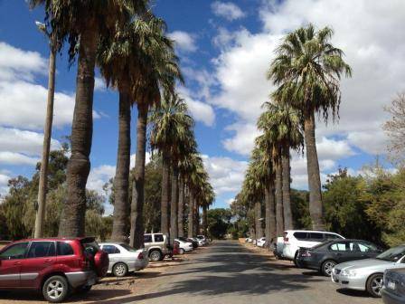 T11943 Washingtonia filifera