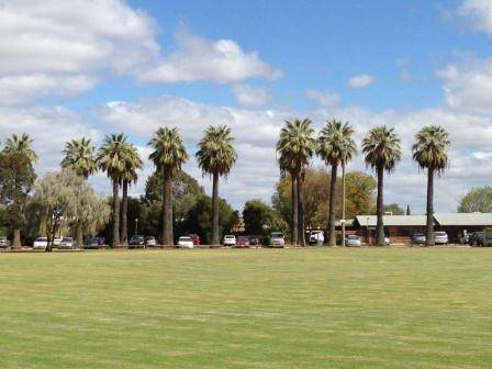 T11943 Washingtonia filifera