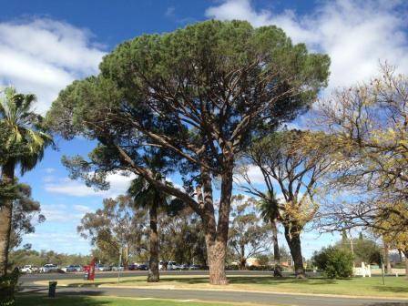 T11942 Pinus pinea 
