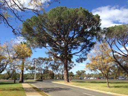 T11942 Pinus pinea 
