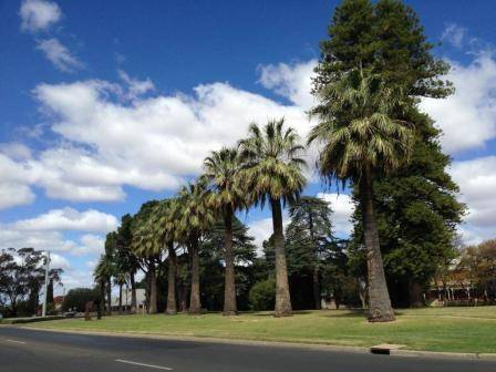 T11940 Washingtonia filifera