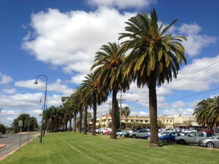 T11938 Phoenix canariensis