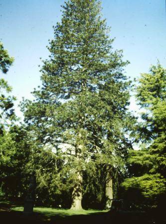 T11294 Pinus ponderosa