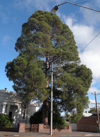 T11314 Pinus canariensis