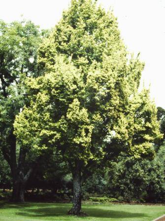 T11320 Ulmus x hollandica 'Wredei'