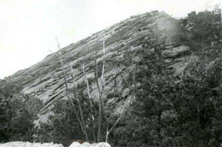 L10154 Elephant's Hide