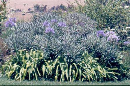 B3517 Gulf Station Garden