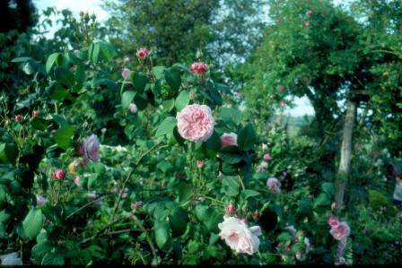 B3517 Gulf Station Garden