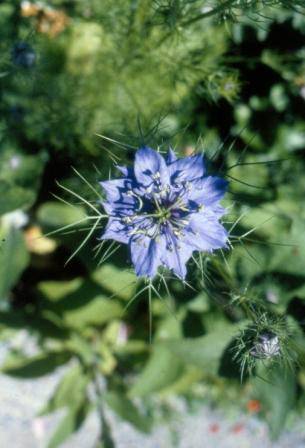 B3517 Gulf Station Garden