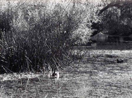 L10183 Lake Wendouree