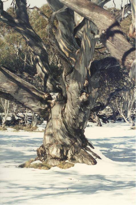 Snow Gums, Bogong High Plains