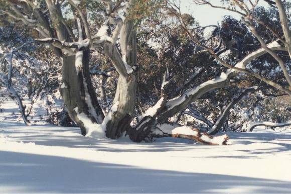 Snow Gums, Bogong High Plains