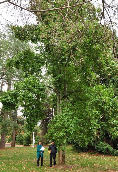 T12214 Quercus alba
