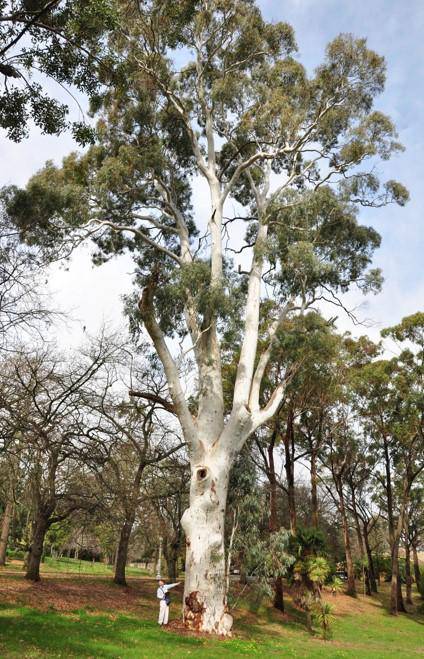 T12220 E. mannifera ssp maculosa