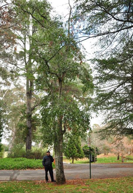 T12225 Quercus leucotrichophora