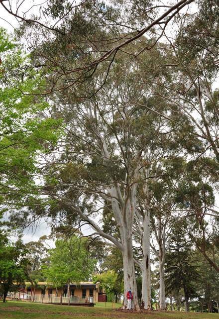 T12229 E. mannifera ssp maculosa