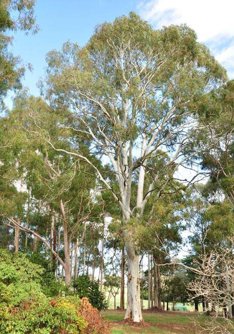 T12231 Photinia beauvardiana