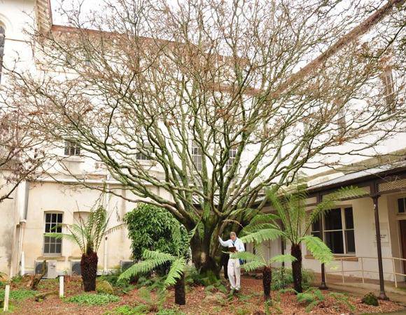 T12241  Acer palmatum