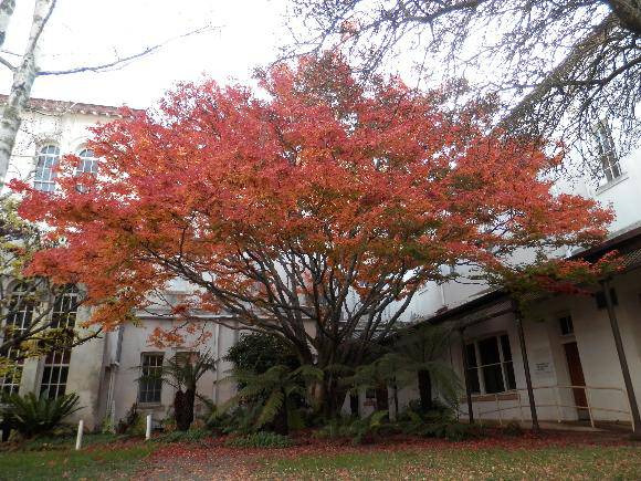 T12241 Acer palmatum